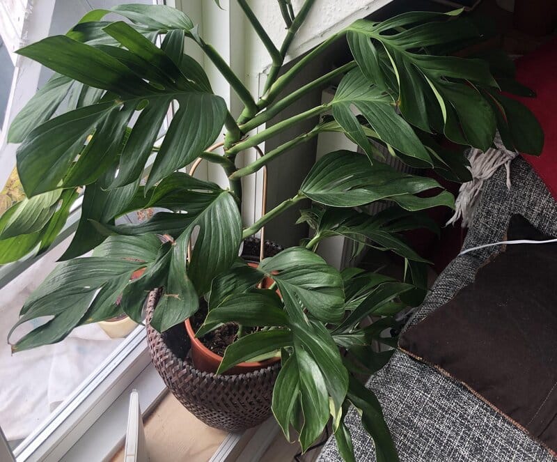 Monstera pinnatipartita prefers bright indirect light