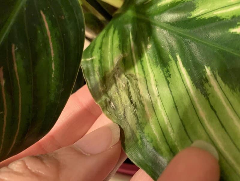Calathea Beauty Star common problems