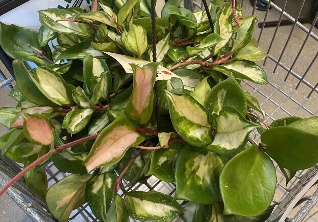 hoya krimson queen care