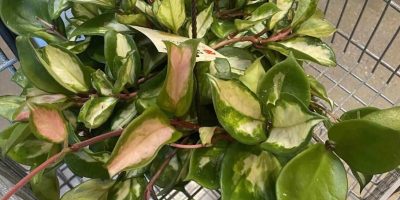 hoya krimson queen care