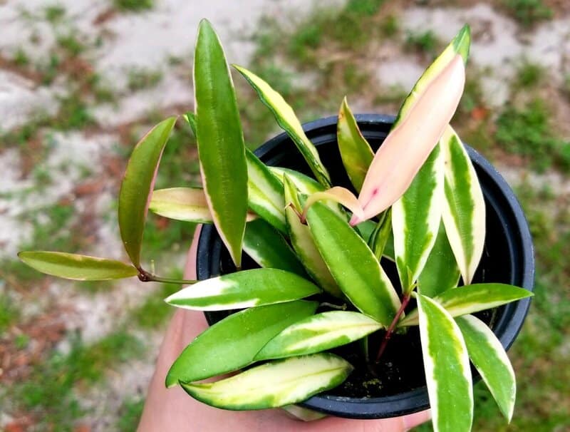 hoya kentiana growth time