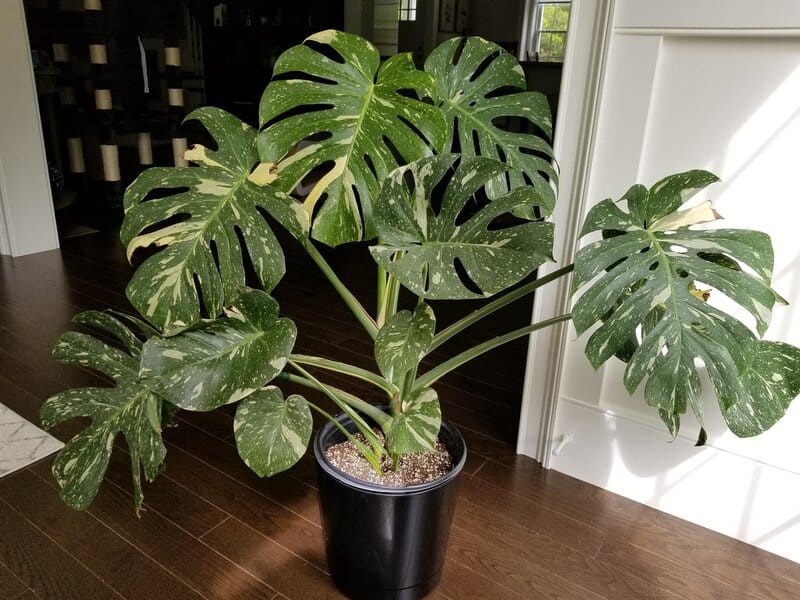 What is Monstera Thai Constellation?