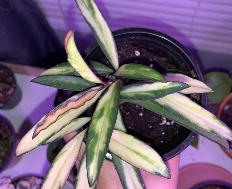 Soil and Fertilization Requirements