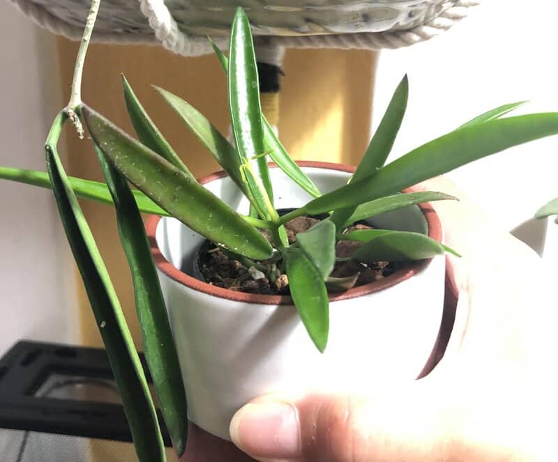 hoya shepherdii soil