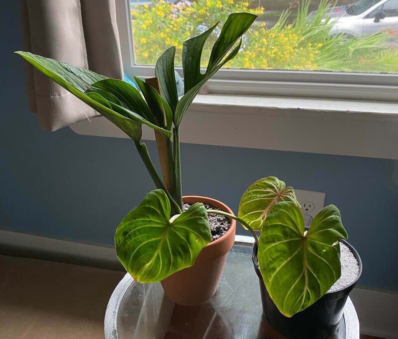 Potting propagated Monstera pinnatipartita