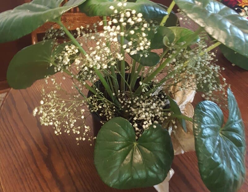 Begonia Nelumbiifolia Care