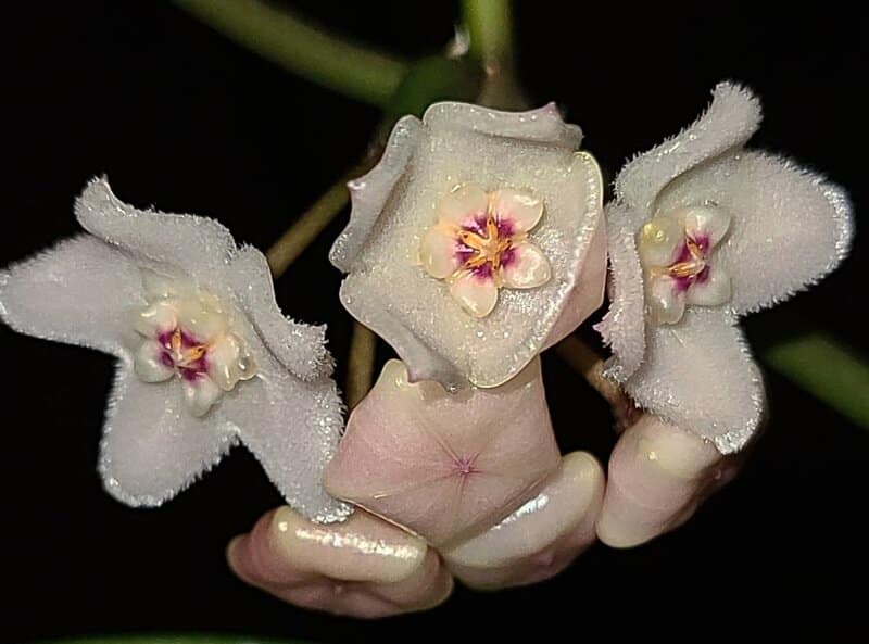 what is hoya sheperdii