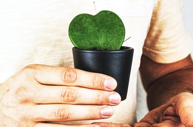 Propagate Hoya plant via leaf cuttings