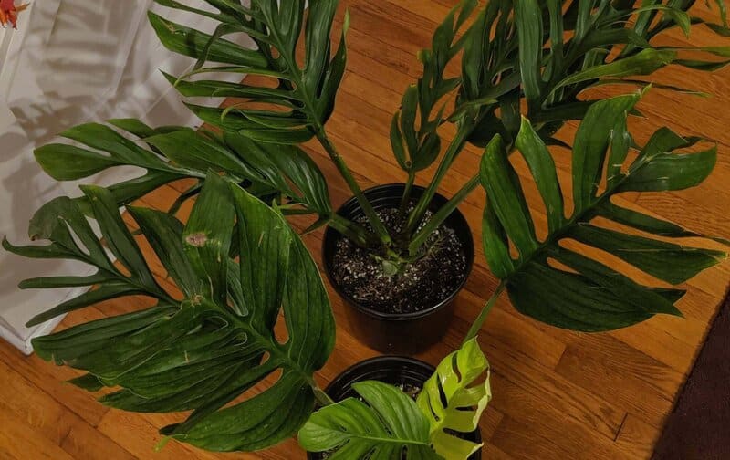 Monstera pinnatipartita soil requirements