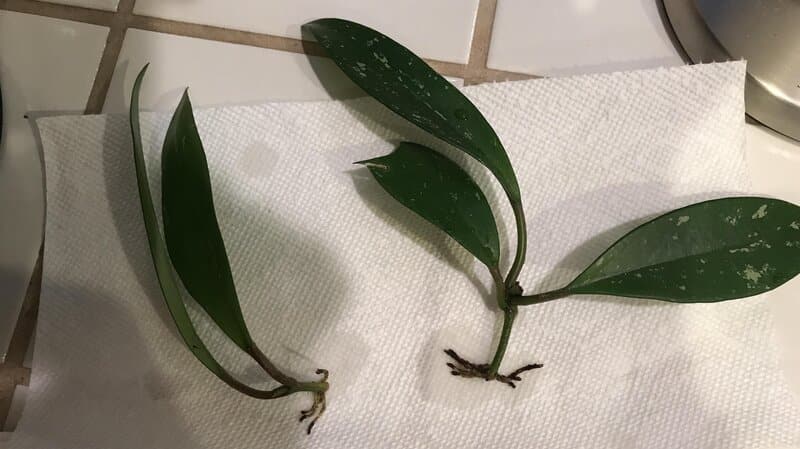 Hoya plant propagation via stem cuttings