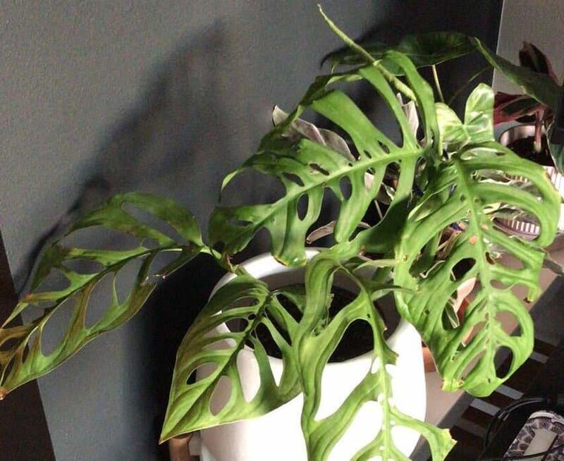 Monstera Epipremnoides doesn't like excessive sunlight