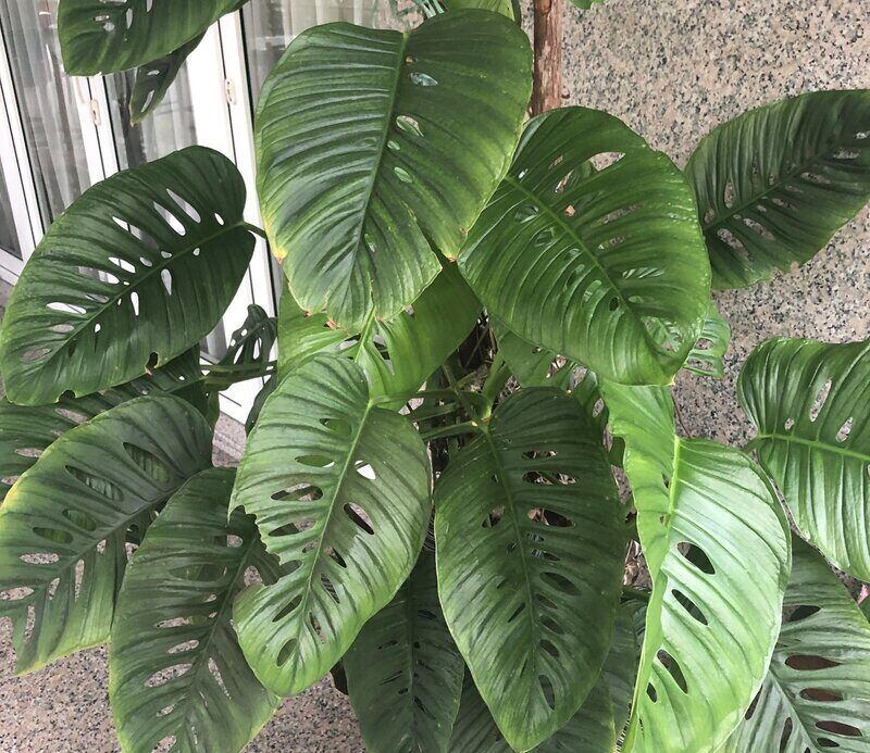 Monstera Accuminata prefers diffused light