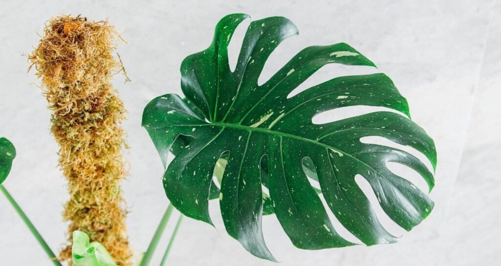 Monstera Thai Constellation