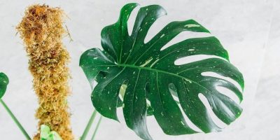 Monstera Thai Constellation