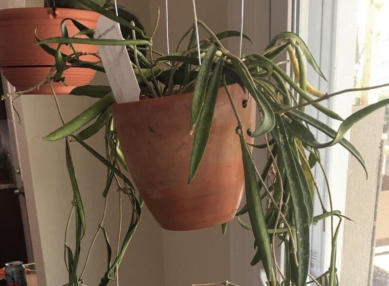 hoya shepherdii lack of humidity