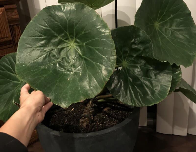 Potting Begonia Nelumbiifolia