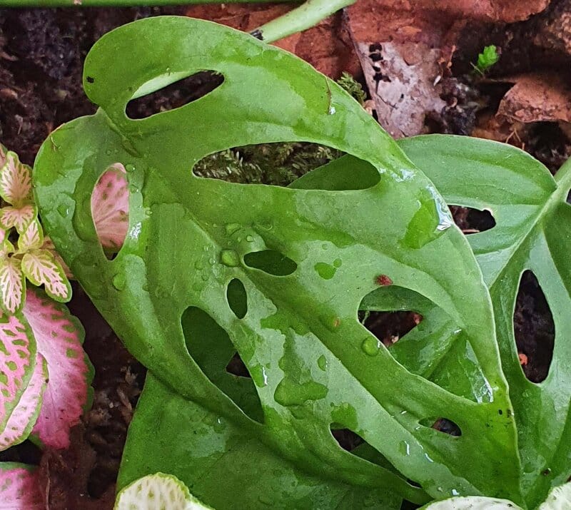 Monstera Acuminata likes occasional misting