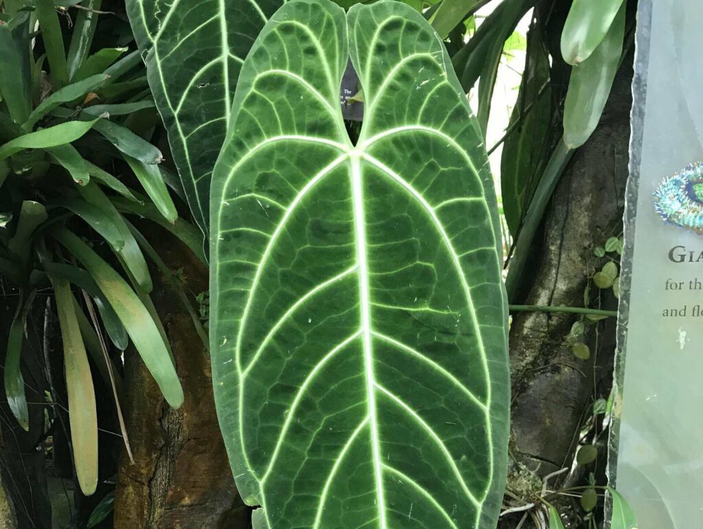 Anthurium Warocqueanum Care