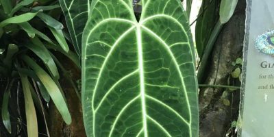 Anthurium Warocqueanum Care