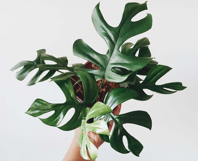 Prune Mini Monstera to keep it healthy