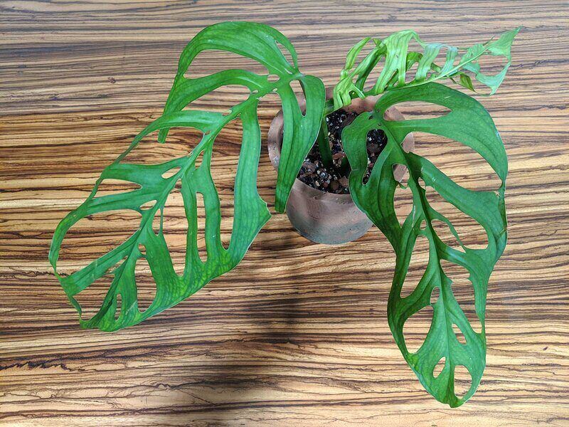 Monstera Sp. “Esqueleto” is another name for Monstera epipremnoides