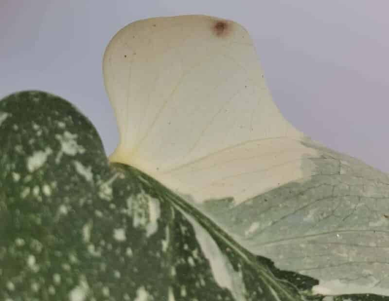 Monstera Thai Constellation Problems and Fixes