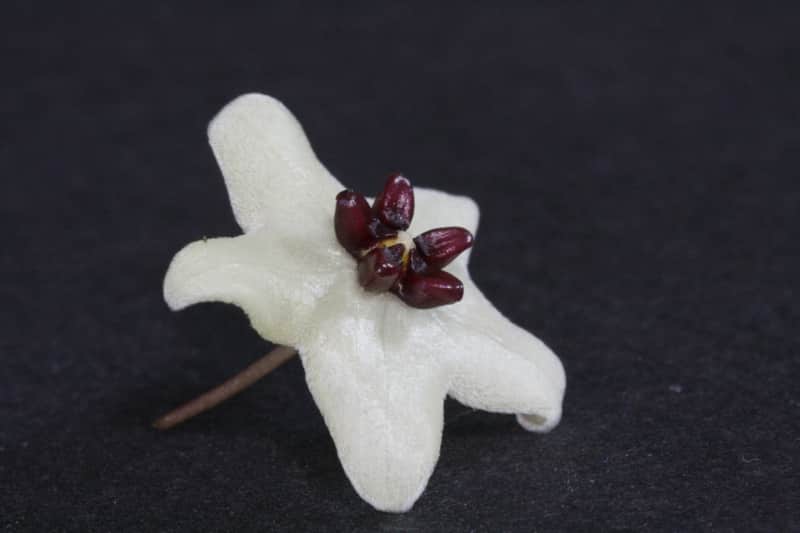 Hoya retusa flower