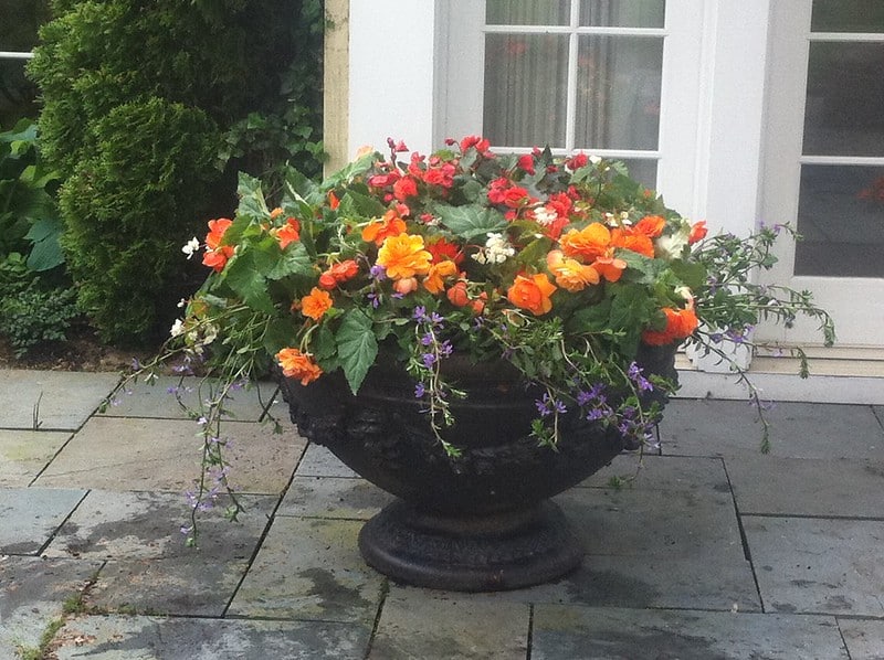 Don't overwater begonias