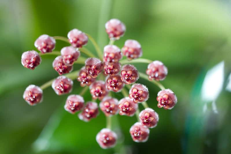 Hoya inconspicua flowers