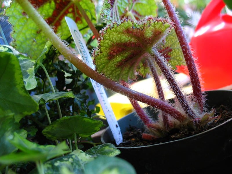 Begonia masoniana needs rich and porous soil