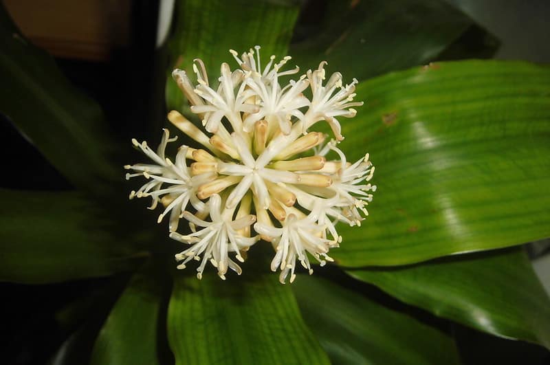 Dracaena fragrans