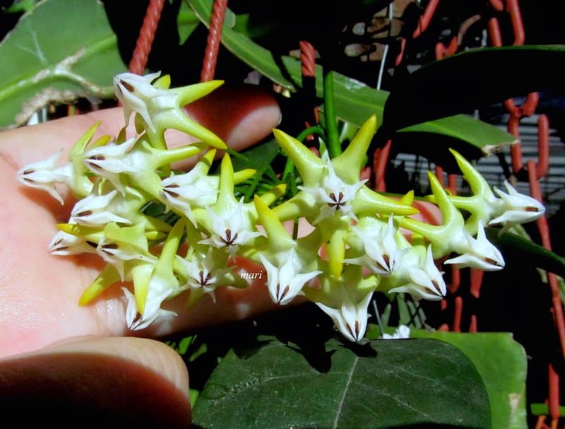 Hoya multiflora flowers 