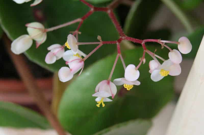 Begonia conchifolia