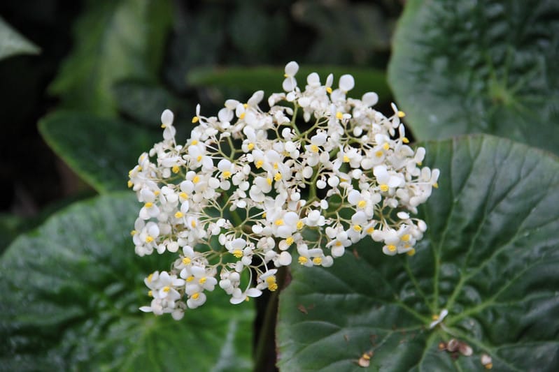 Begonia nelumbiifolia