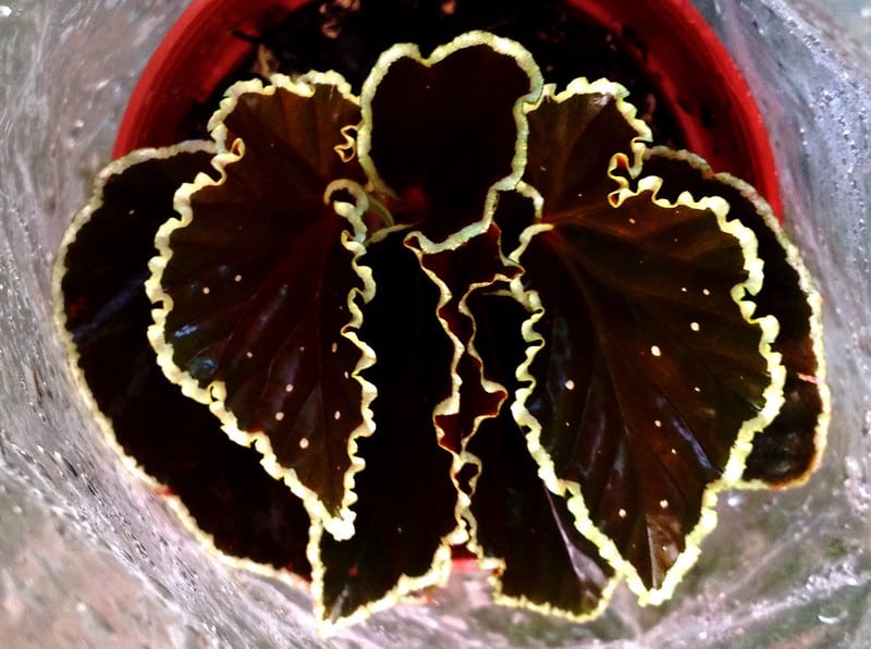 Begonia darthvaderiana