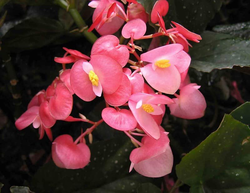 Begonia coccinea