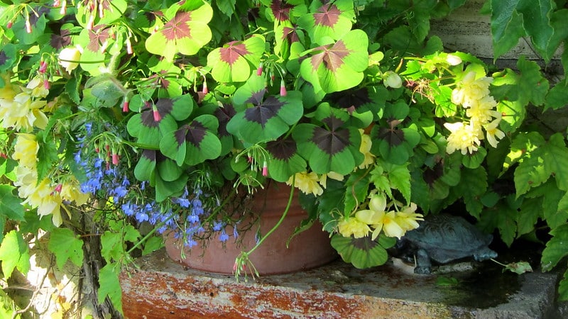 Avoid direct sunlight for Iron Cross Begonia 