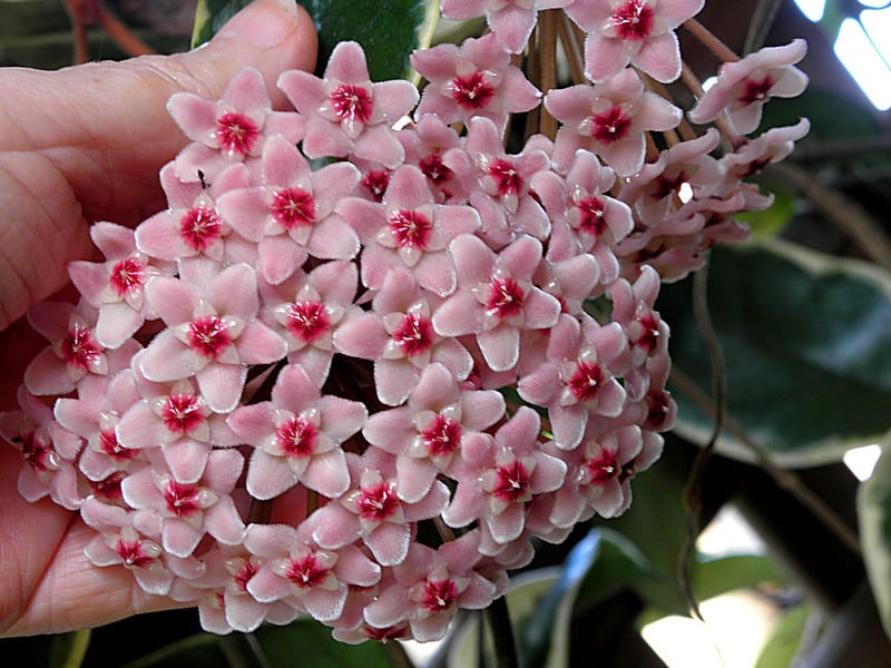 Hoya Krimson Queen flowers 