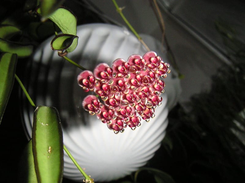 Hoya wayetii