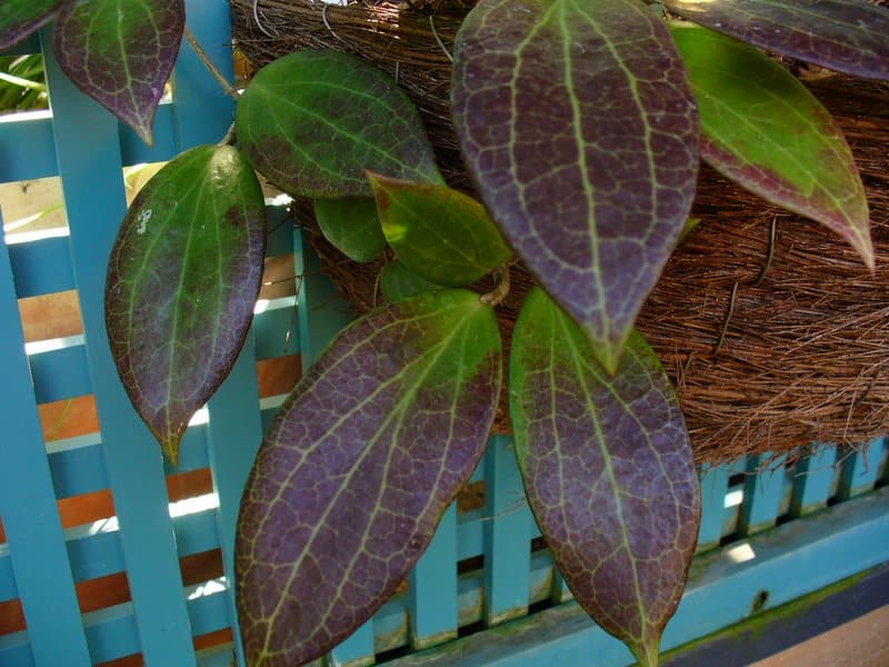 Hoya pottsii foliage