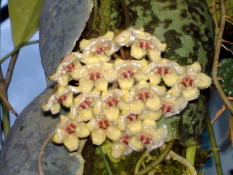 Hoya imbricata flowers 