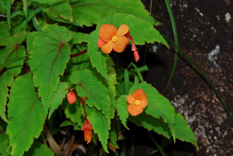 Begonia suthrelandii