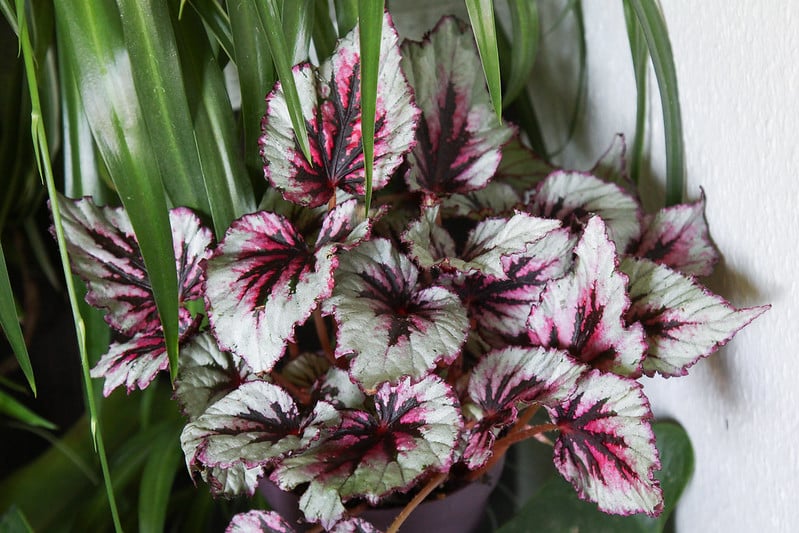 Begonia rex