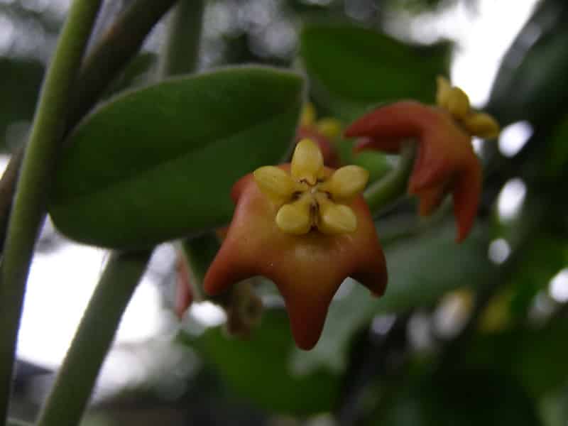 Hoya madulidii flower