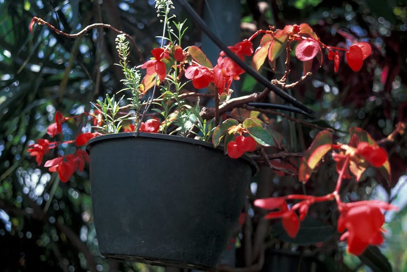Begonia plant in a hanging basket
