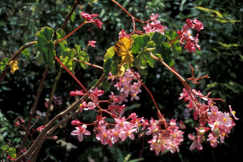 Begonia odorata