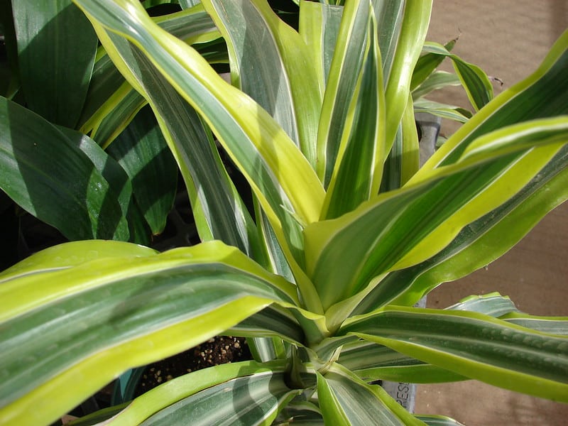 Dracaena Deremensis Lemon Lime