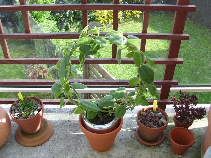 Hoya ciliata plant