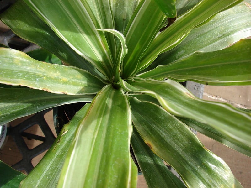 Dracaena deremensis