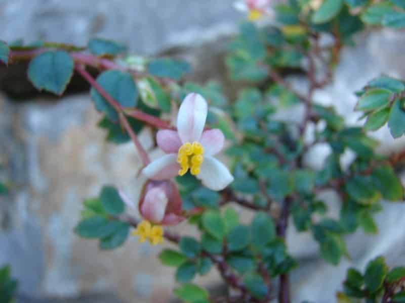 Begonia foliosa